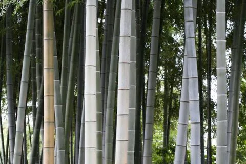Bamboo forest Stock Photos