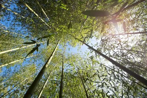 Bamboo forest Stock Photos