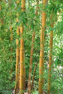 Bamboo forest Stock Photos