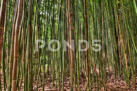Bamboo forest Stock Photos