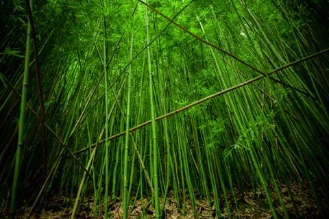 Bamboo forest Stock Photos