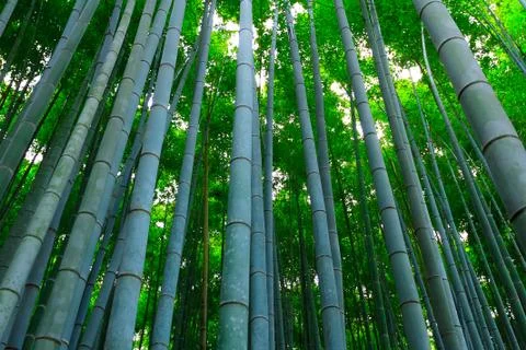 Bamboo forest Stock Photos