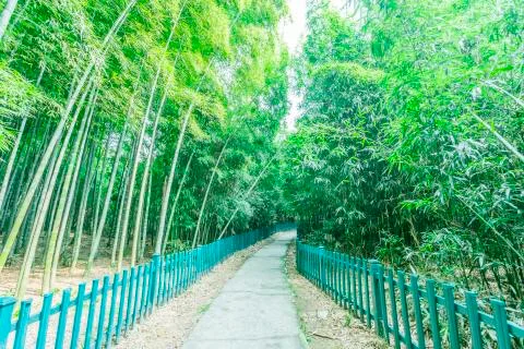 Bamboo forest Stock Photos