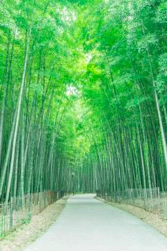Bamboo forest Foto stock