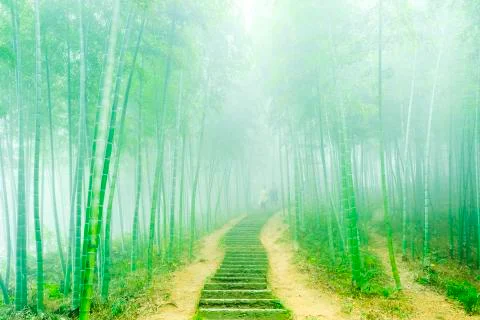 Bamboo forest Stock Photos