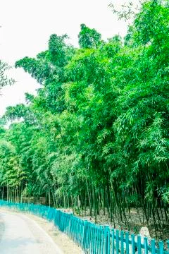 Bamboo forest Stock Photos