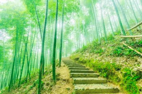 Bamboo forest Stock Photos