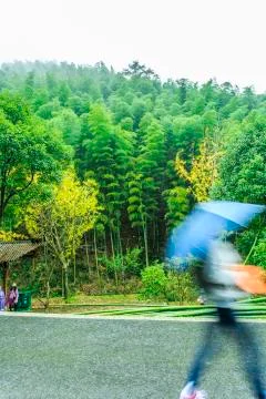 Bamboo forest Stock Photos