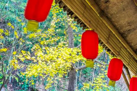 Bamboo forest Stock Photos