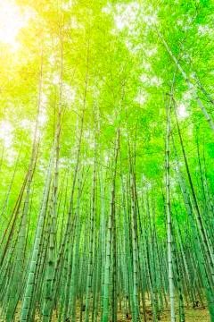 Bamboo forest Stock Photos
