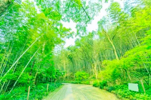 Bamboo forest Stock Photos