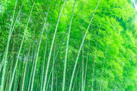 Bamboo forest Stock Photos