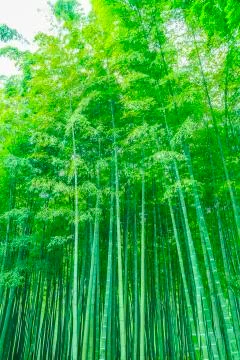 Bamboo forest Foto stock