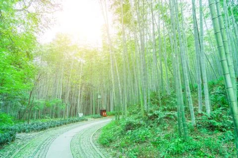 Bamboo forest Stock Photos