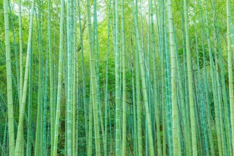 Bamboo forest Stock Photos