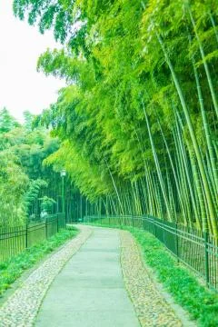 Bamboo forest Stock Photos