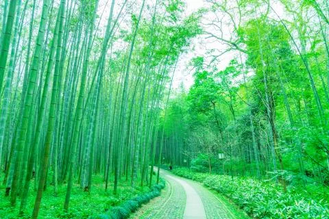 Bamboo forest Foto stock