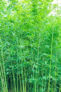 Bamboo forest Stock Photos