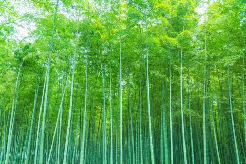 Bamboo forest Stock Photos