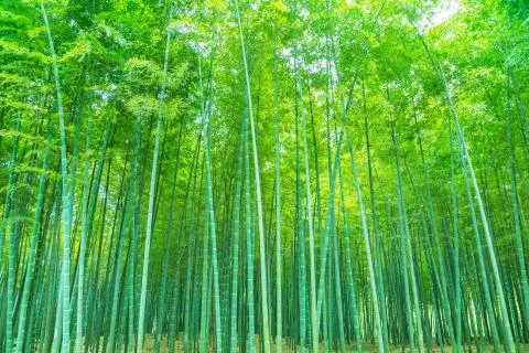 Bamboo forest Stock Photos