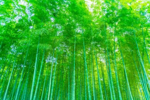 Bamboo forest Stock Photos