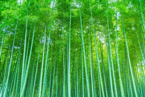 Bamboo forest Stock Photos