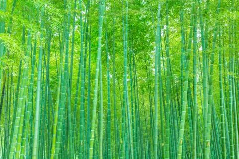 Bamboo forest Stock Photos