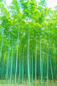 Bamboo forest Stock Photos