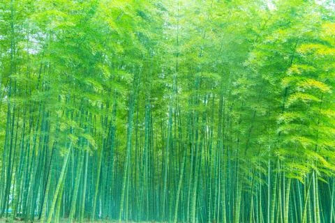 Bamboo forest Stock Photos