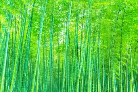 Bamboo forest Stock Photos