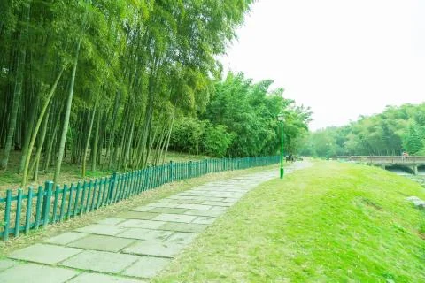 Bamboo forest Stock Photos