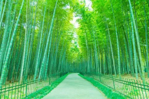 Bamboo forest Stock Photos