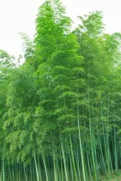 Bamboo forest Stock Photos
