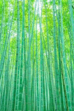 Bamboo forest Stock Photos