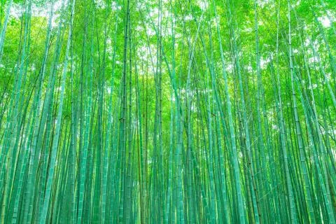 Bamboo forest Stock Photos