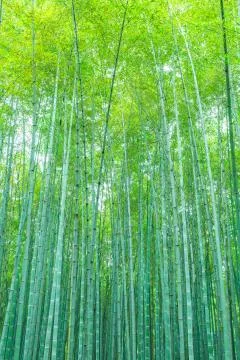Bamboo forest Stock Photos