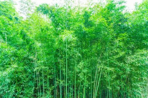 Bamboo forest Stock Photos