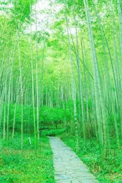 Bamboo forest Stock Photos