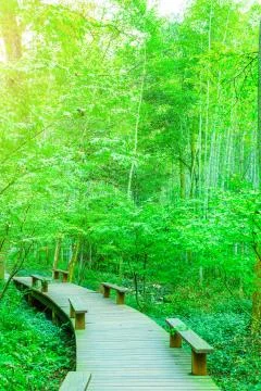 Bamboo forest Stock Photos