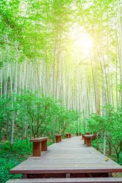 Bamboo forest Stock Photos