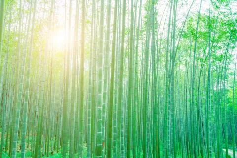 Bamboo forest Stock Photos