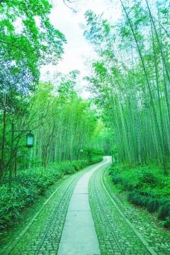 Bamboo forest Foto stock