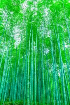 Bamboo forest Stock Photos