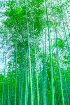 Bamboo forest Stock Photos