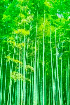 Bamboo forest Stock Photos