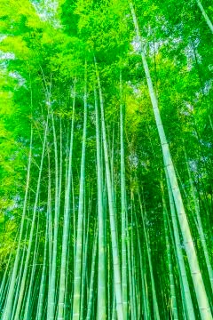 Bamboo forest Foto stock