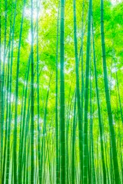 Bamboo forest Stock Photos