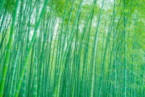 Bamboo forest Foto stock
