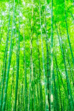 Bamboo forest Stock Photos