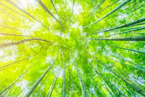 Bamboo forest Stock Photos